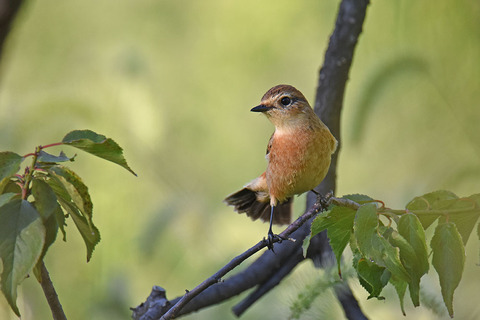 DSC_2355.jpg