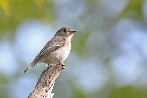 DSC_2355.jpg