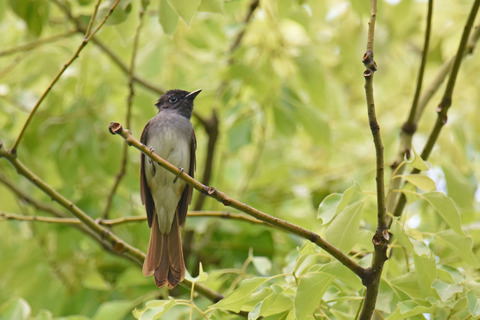 DSC_2355.jpg
