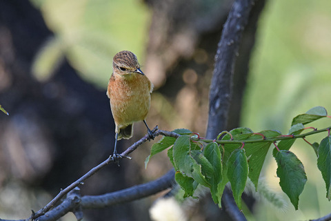 DSC_2363.jpg