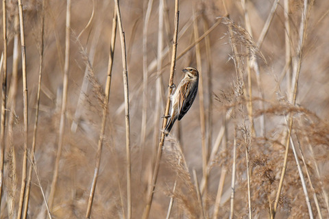 DSC_2383.jpg