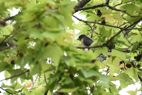 DSC_2384.jpg