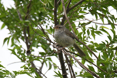 DSC_2395.jpg