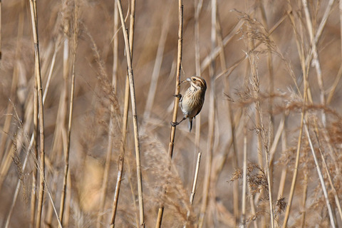 DSC_2396.jpg