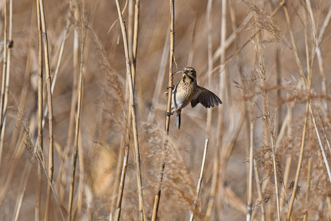 DSC_2397.jpg