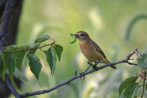 DSC_2398.jpg