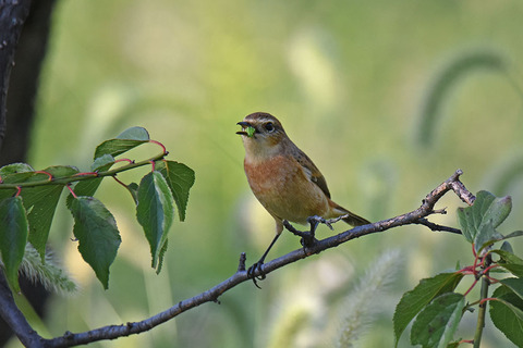 DSC_2404.jpg