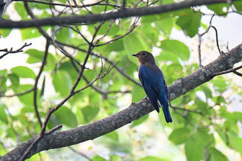 DSC_2411.jpg