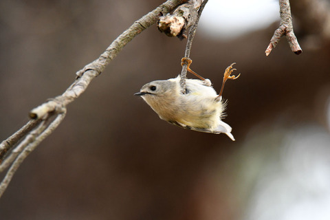 DSC_2414.jpg
