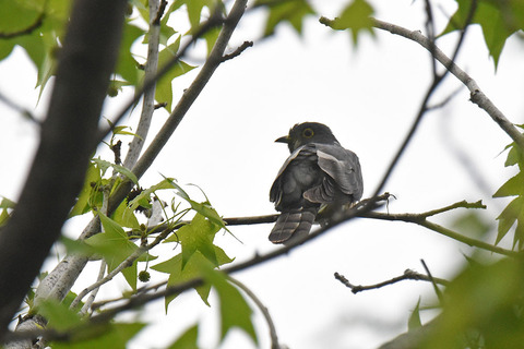 DSC_2415.jpg