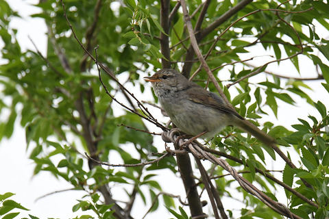 DSC_2416.jpg