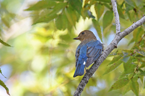 DSC_2418.jpg