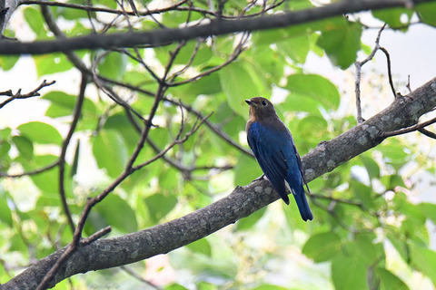 DSC_2424.jpg