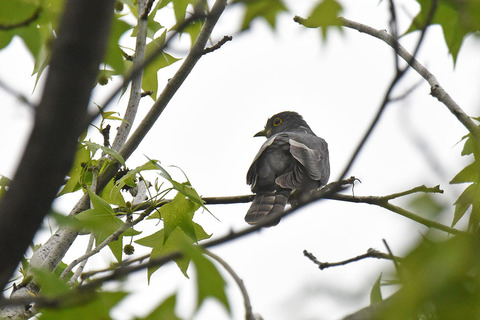DSC_2437.jpg