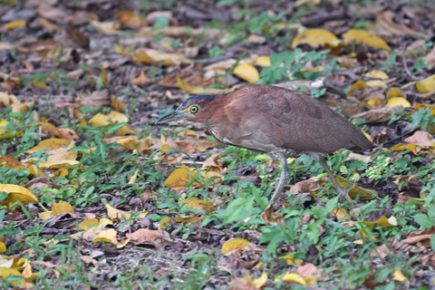 DSC_2439.jpg