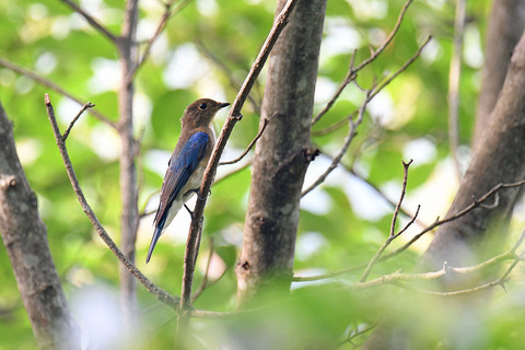 DSC_2441.jpg