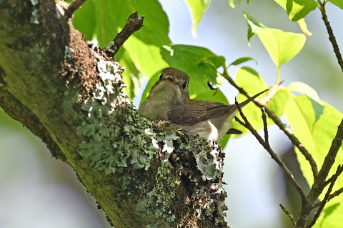 DSC_2444.jpg