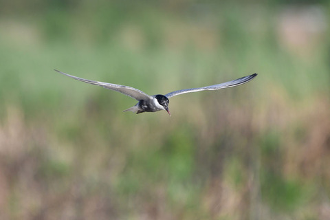 DSC_2444.jpg