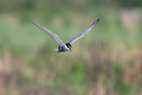 DSC_2446.jpg
