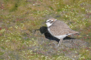 DSC_2447.jpg