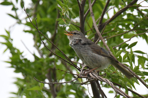 DSC_2449.jpg