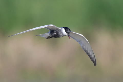 DSC_2455.jpg