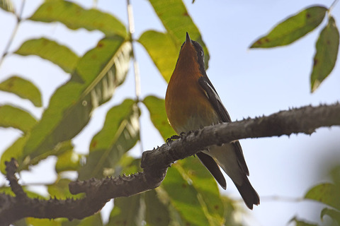 DSC_2461.jpg