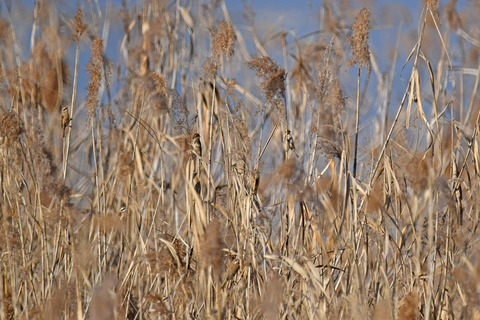 DSC_2464.jpg
