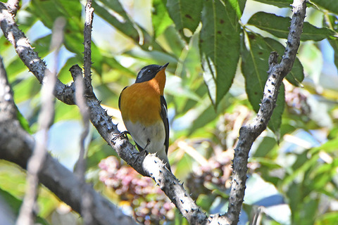 DSC_2474.jpg