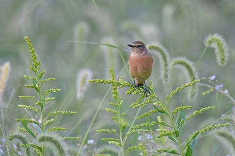 DSC_2488.jpg