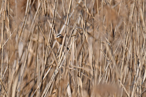 DSC_2512.jpg