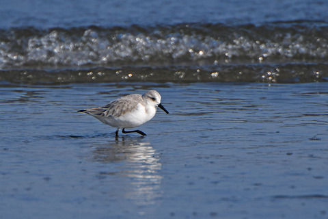 DSC_2525.jpg