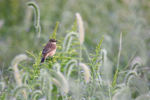 DSC_2535.jpg