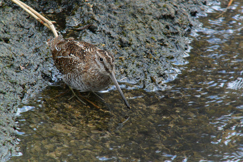 DSC_2536.jpg