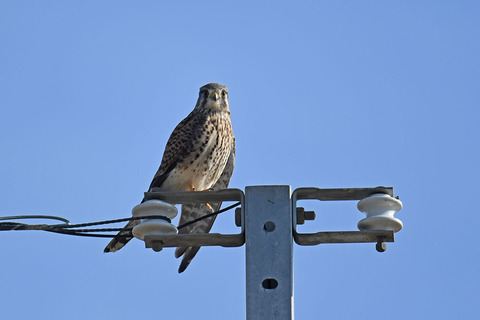 DSC_2546.jpg