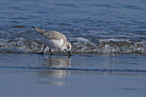 DSC_2548.jpg