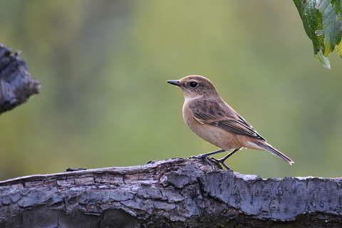 DSC_2548.jpg