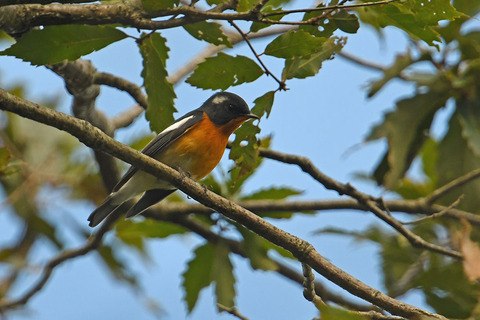 DSC_2557.jpg