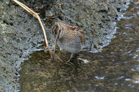 DSC_2563.jpg