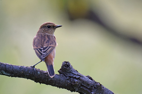 DSC_2566.jpg