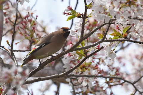 DSC_2577.jpg