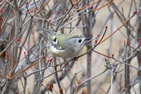 DSC_2591.jpg