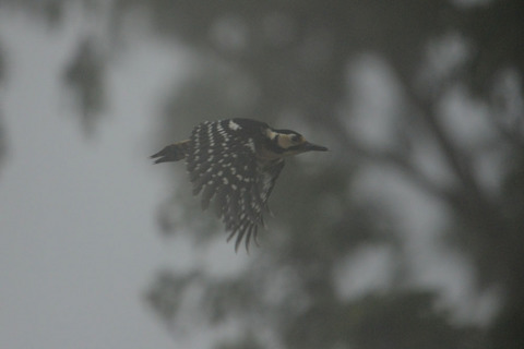 DSC_2591.jpg
