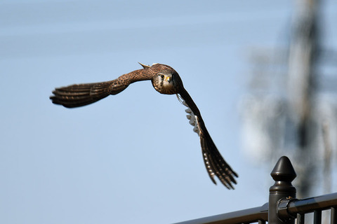 DSC_2592.jpg