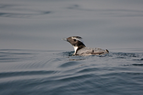 DSC_2617.jpg