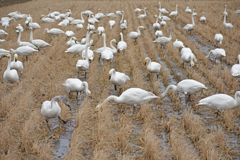 DSC_2618.jpg