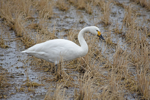 DSC_2638.jpg