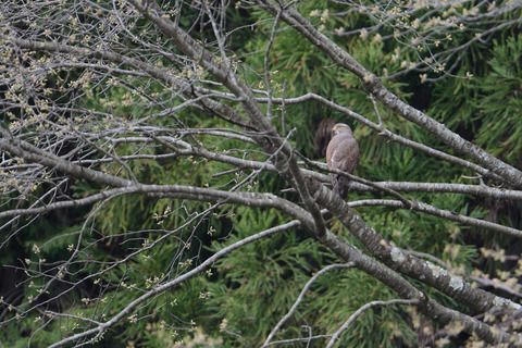 DSC_2645.jpg