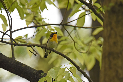 DSC_2651.jpg