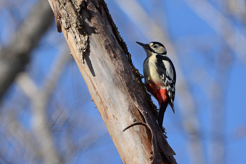 DSC_2656.jpg